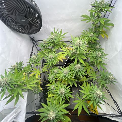 Sunny growlog timeline photo