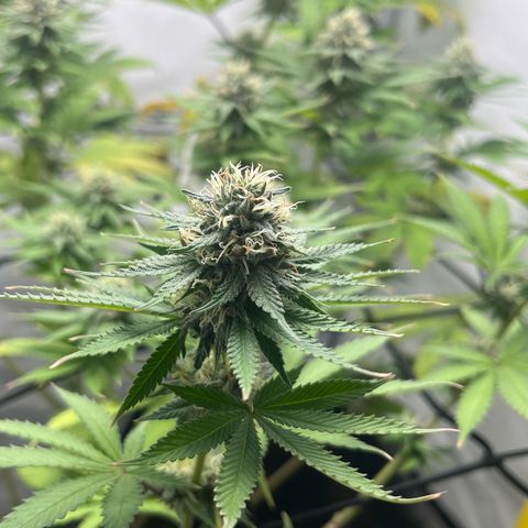 Sunny growlog timeline photo