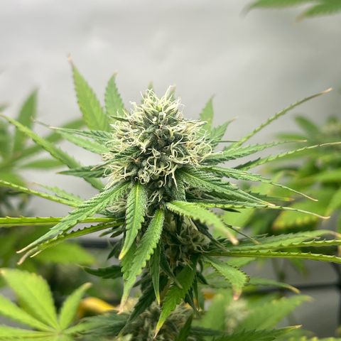 Sunny growlog timeline photo