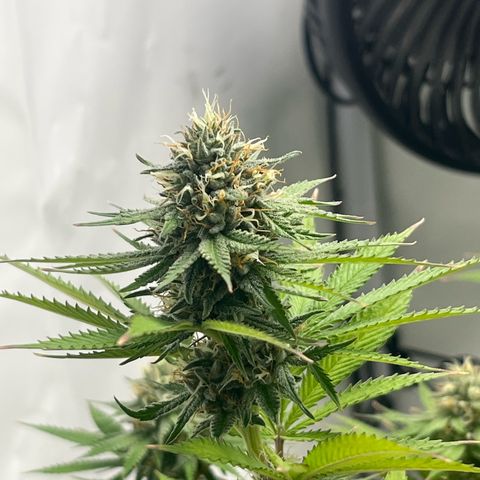 Sunny growlog timeline photo