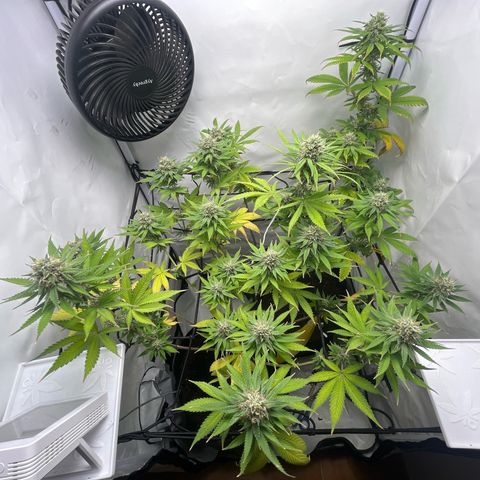 Sunny growlog timeline photo