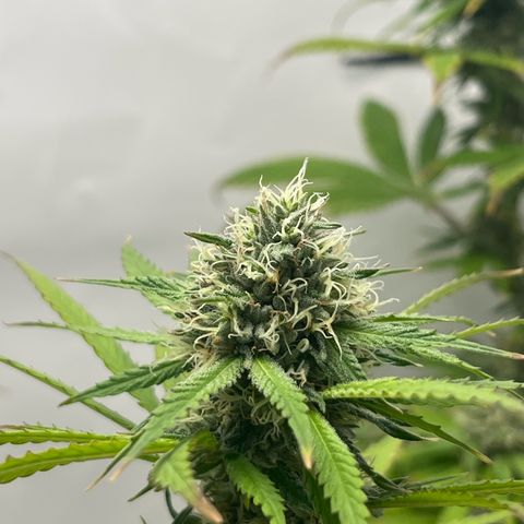 Sunny growlog timeline photo