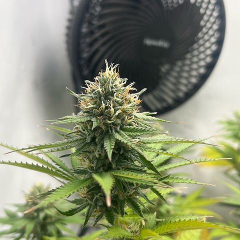 Sunny growlog timeline photo