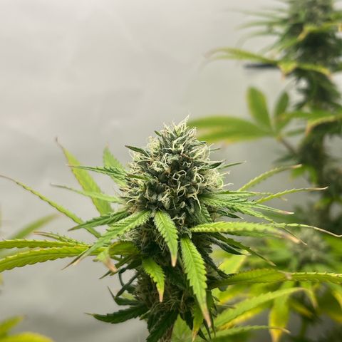 Sunny growlog timeline photo