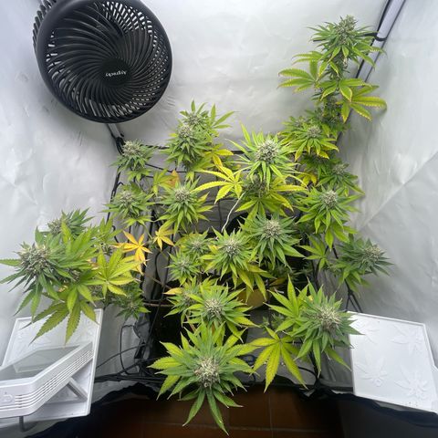 Sunny growlog timeline photo