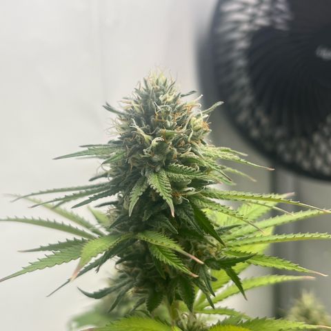 Sunny growlog timeline photo