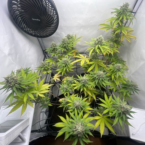Sunny growlog timeline photo