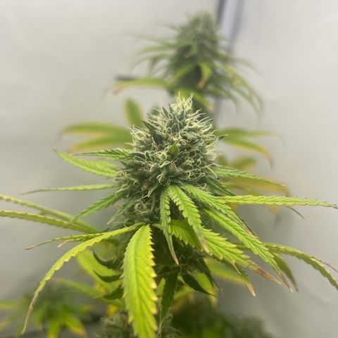 Sunny growlog timeline photo