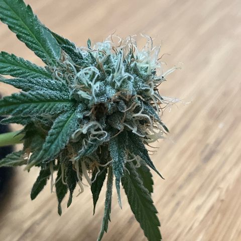 Sunny growlog photo: Taglio prematuro per test