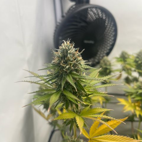 Sunny growlog timeline photo