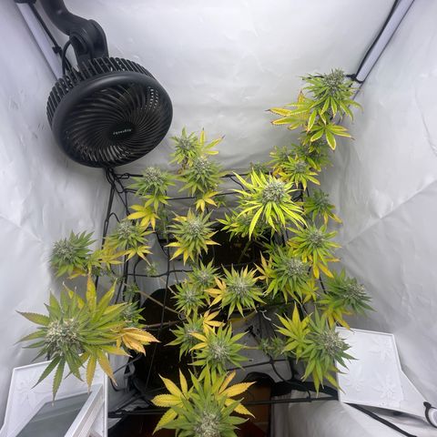 Sunny growlog timeline photo