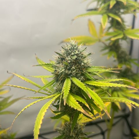 Sunny growlog timeline photo
