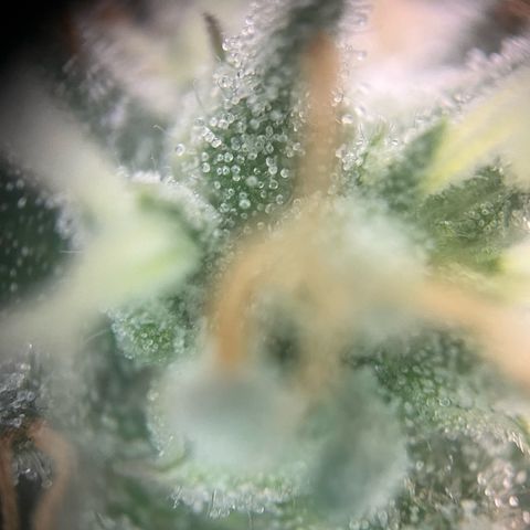 Sunny growlog timeline photo