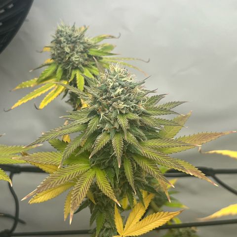 Sunny growlog timeline photo