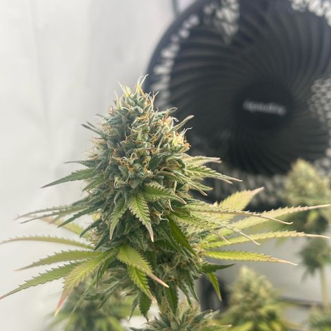 Sunny growlog timeline photo