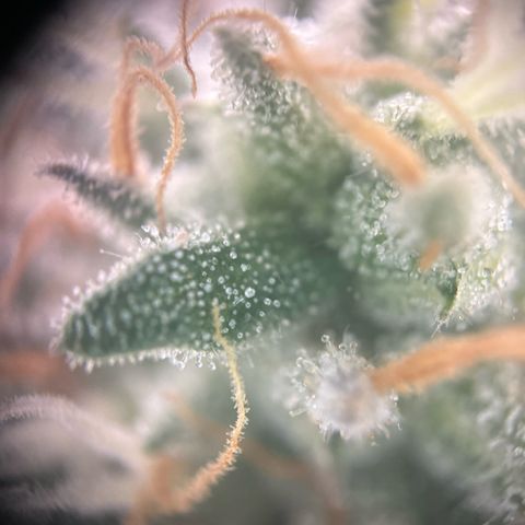 Sunny growlog timeline photo