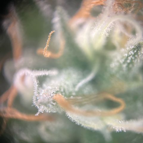 Sunny growlog timeline photo