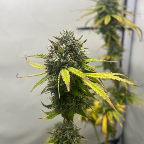 Sunny growlog timeline photo