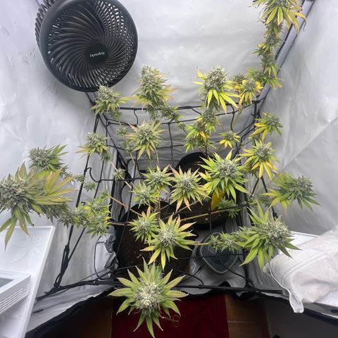 Sunny growlog timeline photo