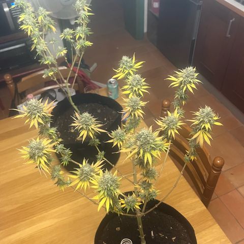 Sunny growlog timeline photo
