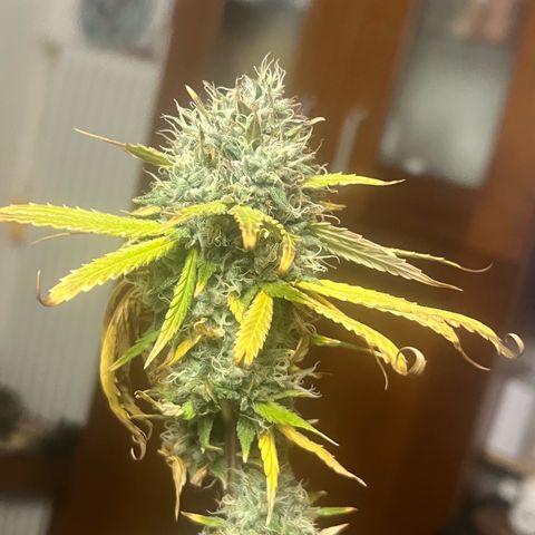 Sunny growlog timeline photo