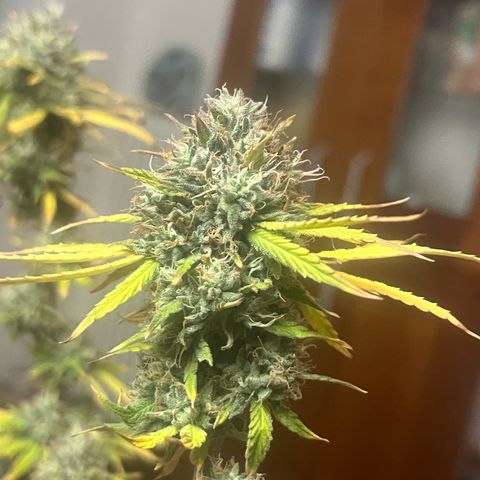 Sunny growlog timeline photo
