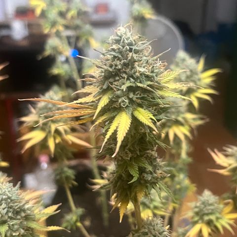 Sunny growlog timeline photo