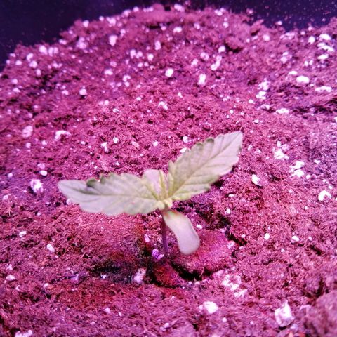 Lebron Haze auto xxl bsf growlog timeline photo