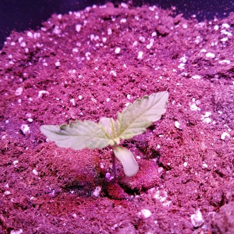 Lebron Haze auto xxl bsf growlog timeline photo