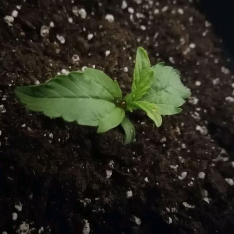 Lebron Haze auto xxl bsf growlog timeline photo