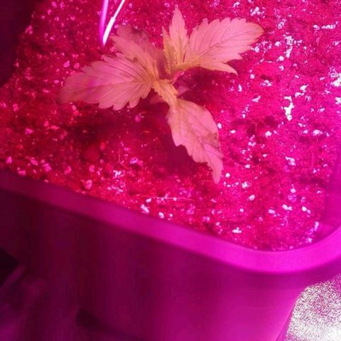 Lebron Haze auto xxl bsf growlog timeline photo