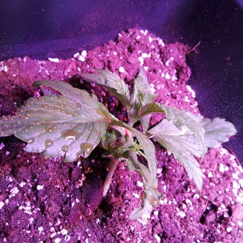 Lebron Haze auto xxl bsf growlog timeline photo