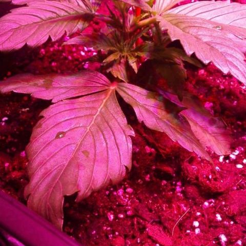Lebron Haze auto xxl bsf growlog timeline photo