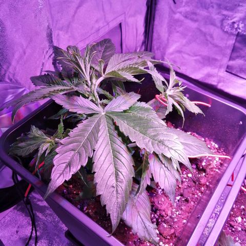 Lebron Haze auto xxl bsf growlog timeline photo