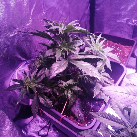 Lebron Haze auto xxl bsf growlog timeline photo