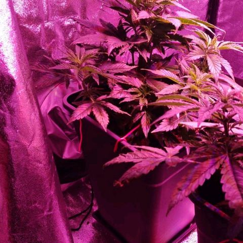 Lebron Haze auto xxl bsf growlog timeline photo
