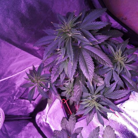 Lebron Haze auto xxl bsf growlog timeline photo