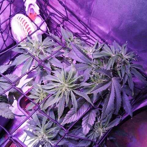 Lebron Haze auto xxl bsf growlog timeline photo
