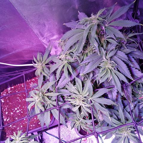 Lebron Haze auto xxl bsf growlog timeline photo