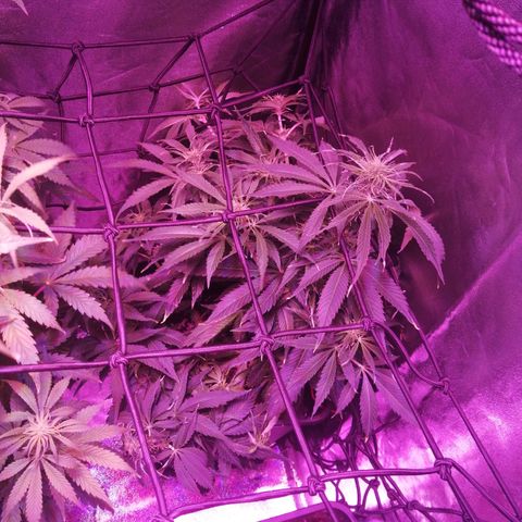 Lebron Haze auto xxl bsf growlog timeline photo