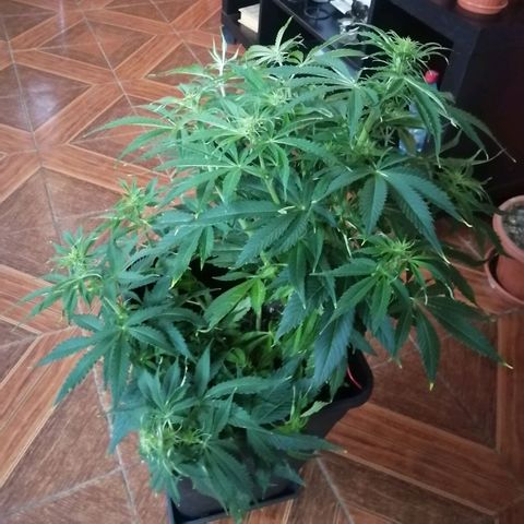 Lebron Haze auto xxl bsf growlog timeline photo