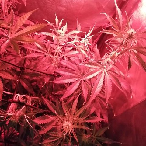 Lebron Haze auto xxl bsf growlog timeline photo