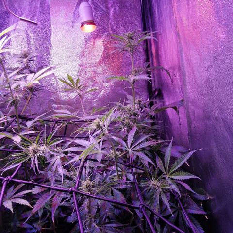 Lebron Haze auto xxl bsf growlog timeline photo