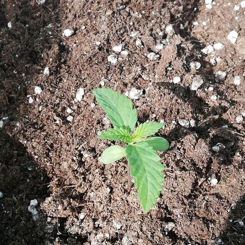 GorillaGirl growlog timeline photo