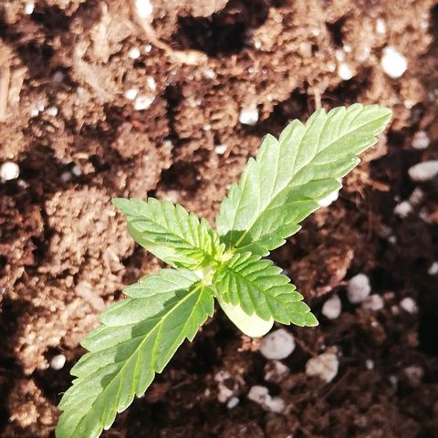 GorillaGirl growlog timeline photo