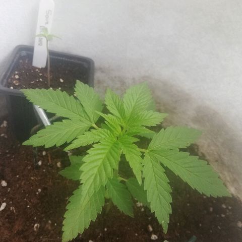 GorillaGirl growlog timeline photo