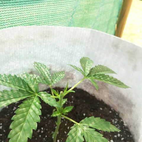 GorillaGirl growlog timeline photo