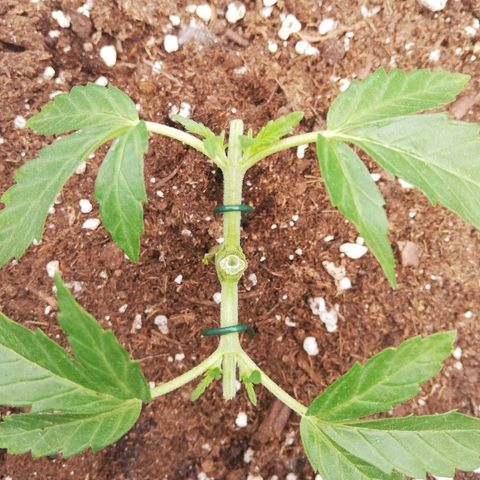 GorillaGirl growlog timeline photo