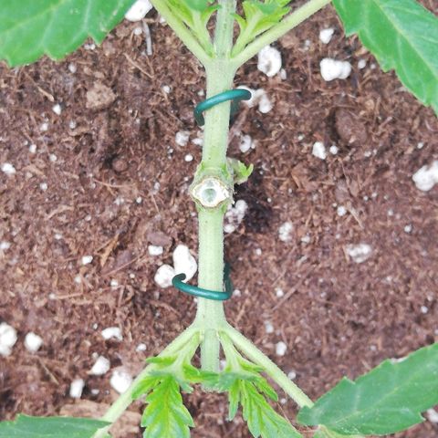 GorillaGirl growlog timeline photo