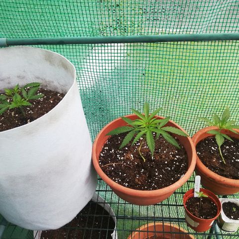 GorillaGirl growlog timeline photo
